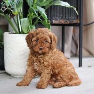 Kenzi, Cavapoo Puppy