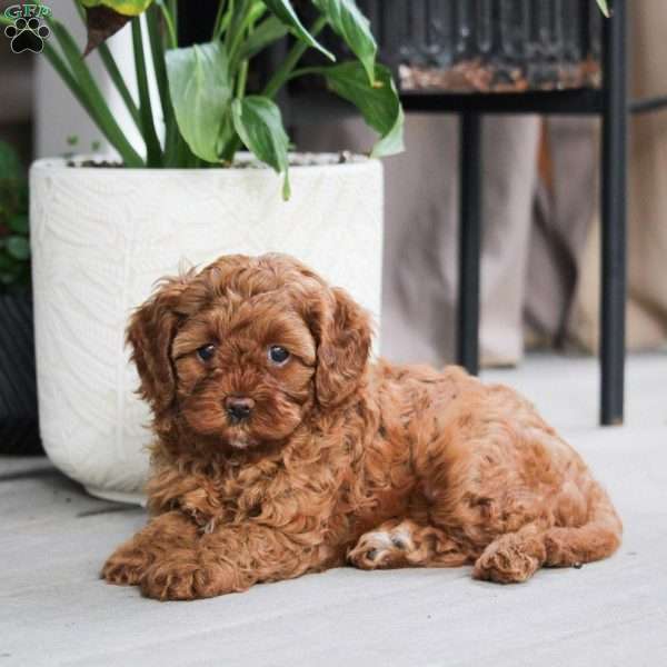 Kenzi, Cavapoo Puppy