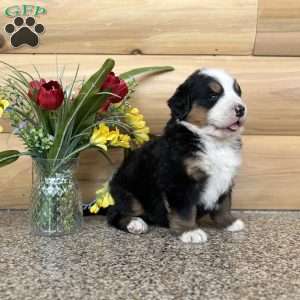 Melody, Bernese Mountain Dog Puppy