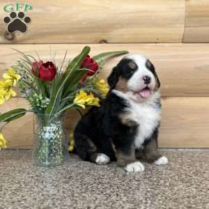 Melody, Bernese Mountain Dog Puppy