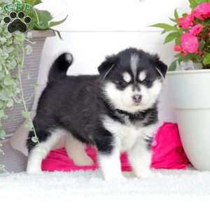 Artic, Pomsky Puppy