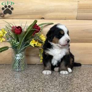 Melody, Bernese Mountain Dog Puppy