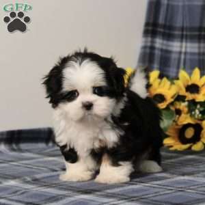 Blaire, Shih Tzu Puppy