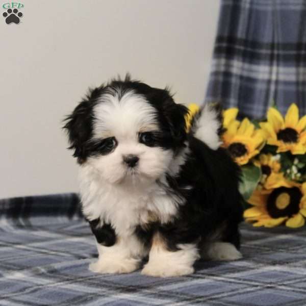 Blaire, Shih Tzu Puppy