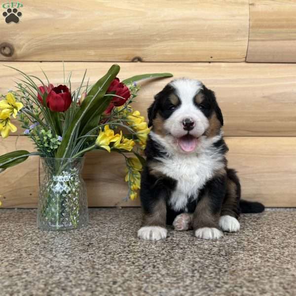 Melody, Bernese Mountain Dog Puppy