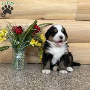 Melody, Bernese Mountain Dog Puppy