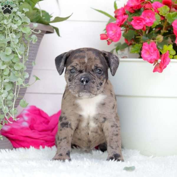 Mr. Montana, English Bulldog Puppy