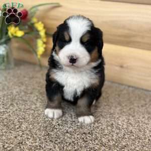 Melody, Bernese Mountain Dog Puppy