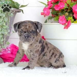 Mr. Montana, English Bulldog Puppy