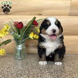 Melody, Bernese Mountain Dog Puppy