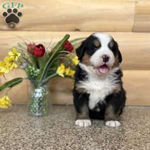 Melody, Bernese Mountain Dog Puppy