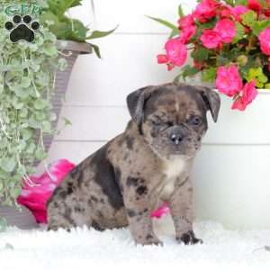 Mr. Montana, English Bulldog Puppy