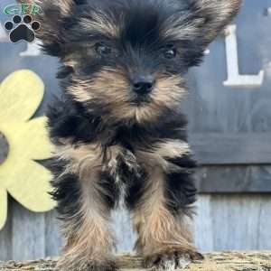 Maria, Yorkie Puppy