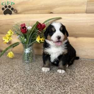 Melody, Bernese Mountain Dog Puppy