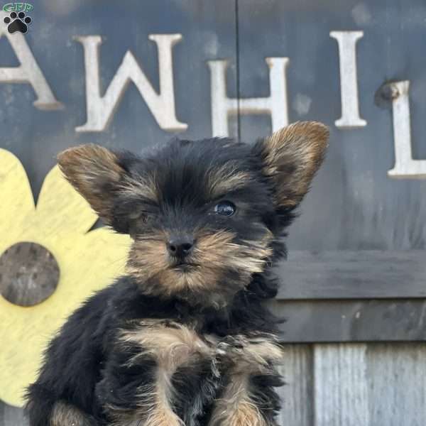 Maria, Yorkie Puppy