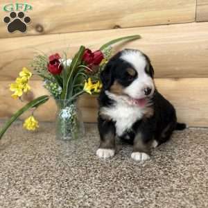 Melody, Bernese Mountain Dog Puppy