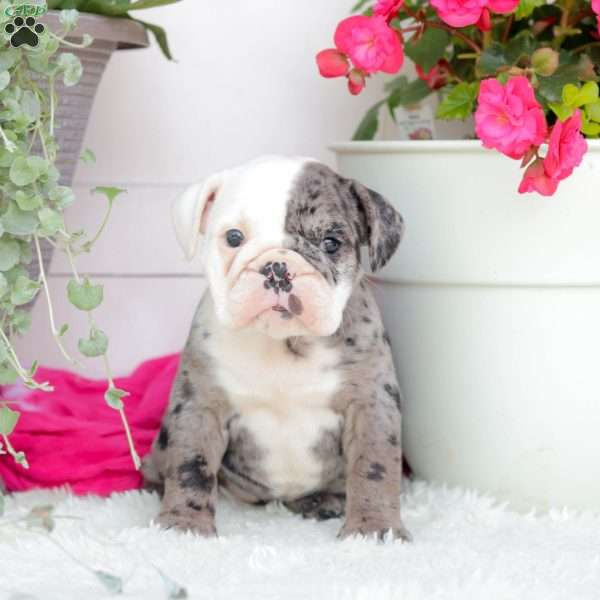 Miss Jamacia, English Bulldog Puppy