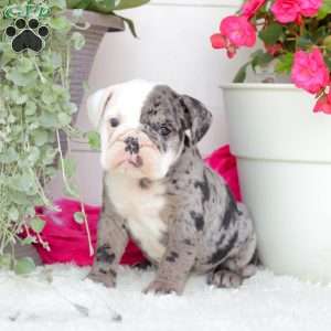 Miss Jamacia, English Bulldog Puppy