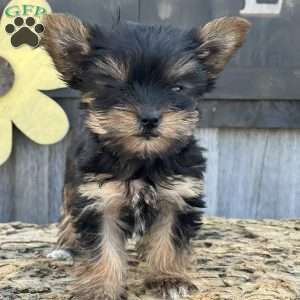 Maria, Yorkie Puppy