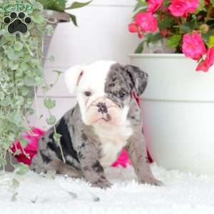 Miss Jamacia, English Bulldog Puppy