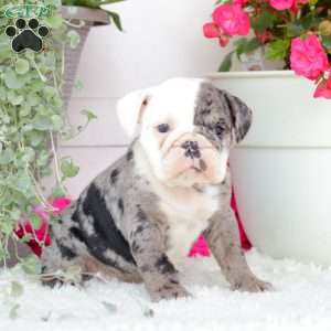 Miss Jamacia, English Bulldog Puppy