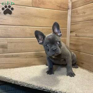 Norah, French Bulldog Puppy
