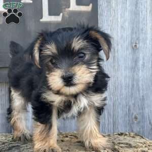 Monkey, Yorkie Puppy