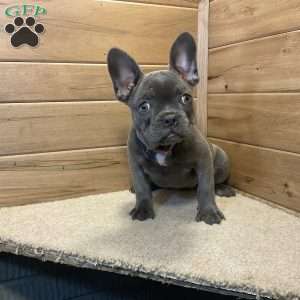 Norah, French Bulldog Puppy