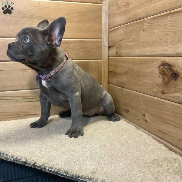 Norah, French Bulldog Puppy