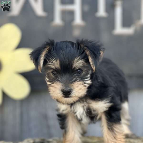 Monkey, Yorkie Puppy