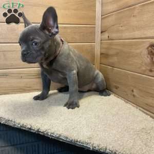 Norah, French Bulldog Puppy