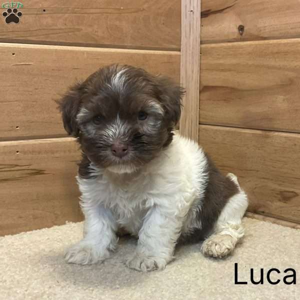 Luca, Havanese Puppy