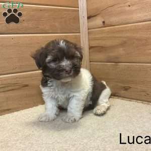 Luca, Havanese Puppy