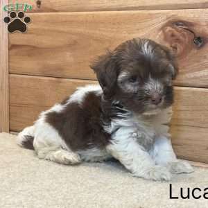 Luca, Havanese Puppy