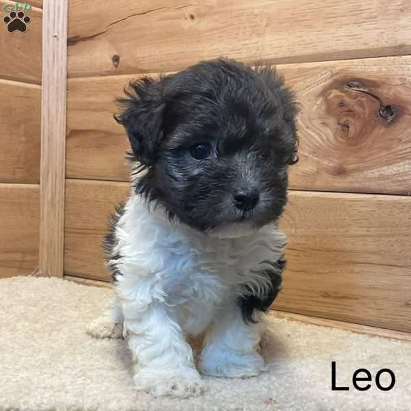 Leo, Havanese Puppy