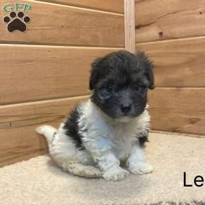 Leo, Havanese Puppy