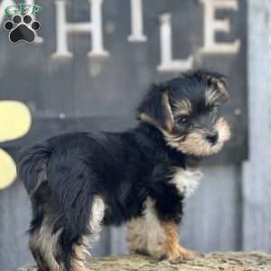 Monkey, Yorkie Puppy