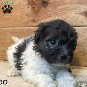 Leo, Havanese Puppy