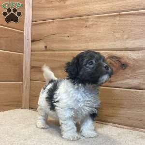 Leo, Havanese Puppy