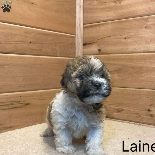Lainey, Havanese Puppy