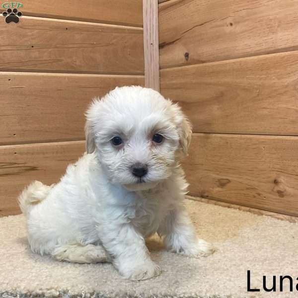 Luna, Havanese Puppy