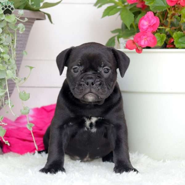 Miss Paris, English Bulldog Puppy