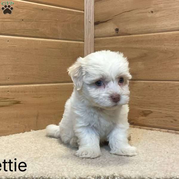 lettie, Havanese Puppy