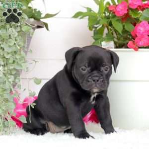 Miss Paris, English Bulldog Puppy