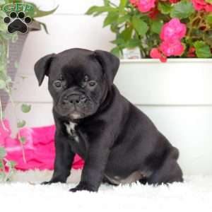 Miss Paris, English Bulldog Puppy