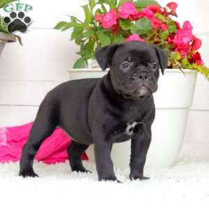 Miss Paris, English Bulldog Puppy