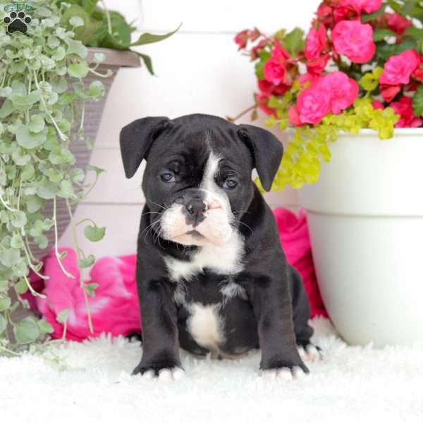 Miss London, English Bulldog Puppy