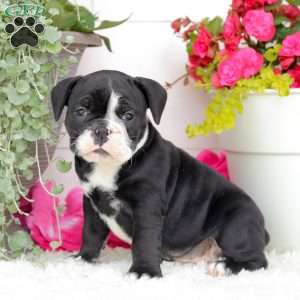 Miss London, English Bulldog Puppy