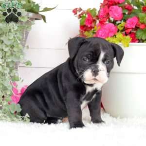 Miss London, English Bulldog Puppy