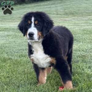 Ollie, Bernese Mountain Dog Puppy